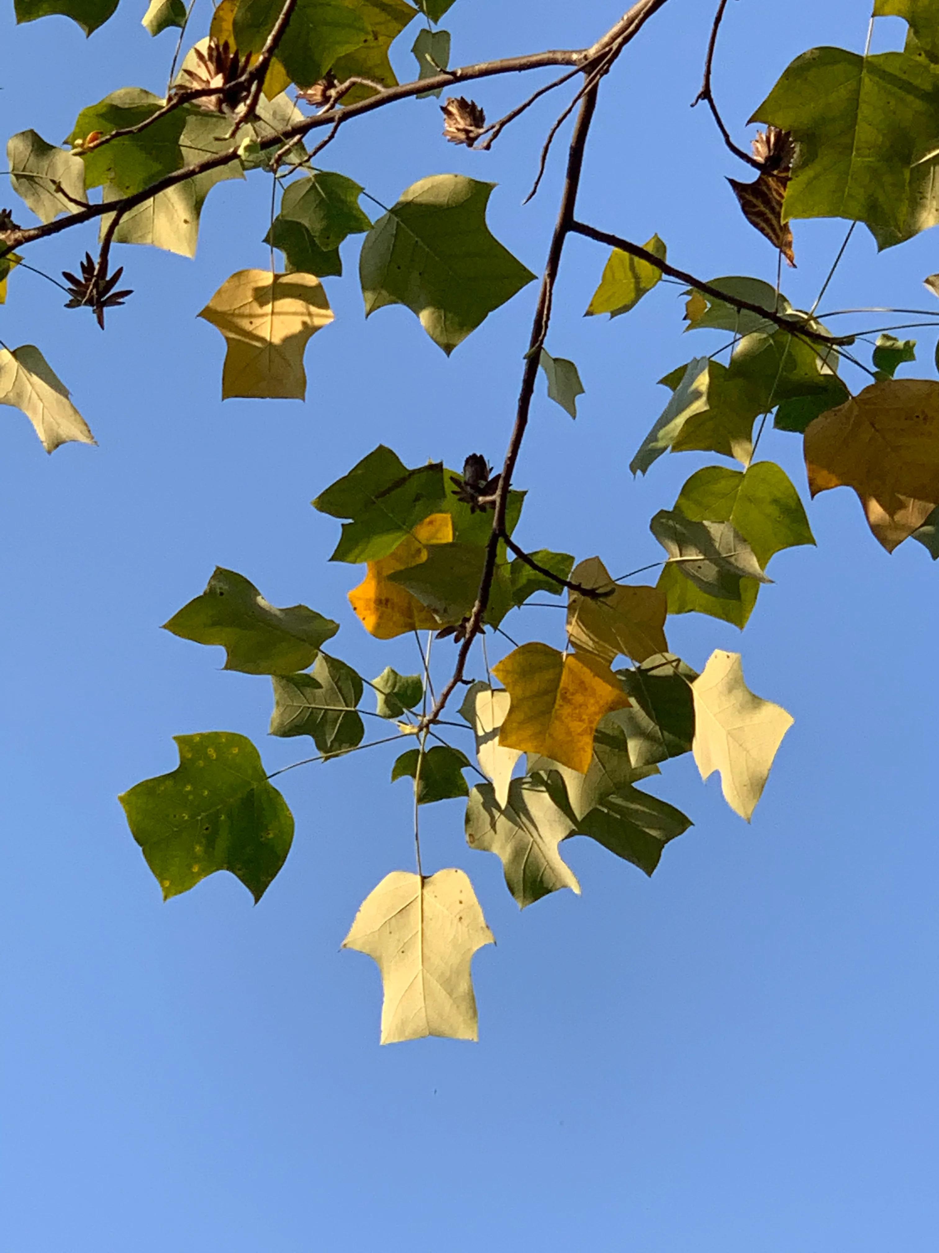 像鹅掌楸的树,小叶鹅掌楸大树