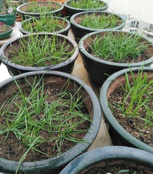 阳台种什么菜好养又简单,在阳台种菜最好种什么