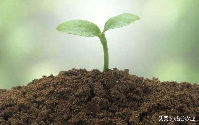 什么是水溶肥水溶肥主要有哪几种,离子态水溶肥的优势