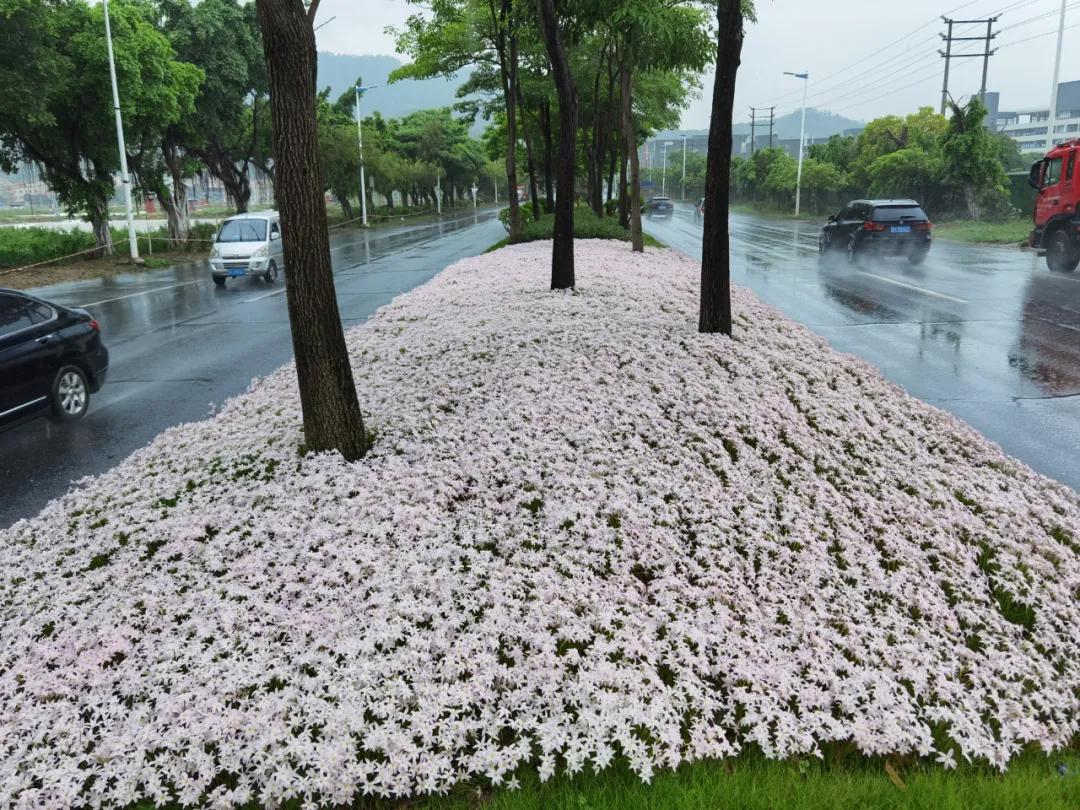 风雨兰的惊艳,风雨兰花开花