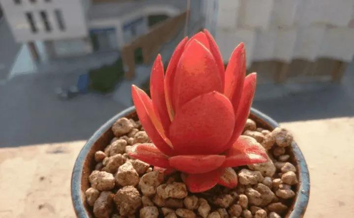 多肉补光灯的使用方法,多肉补光灯怎么串联到一个插座上