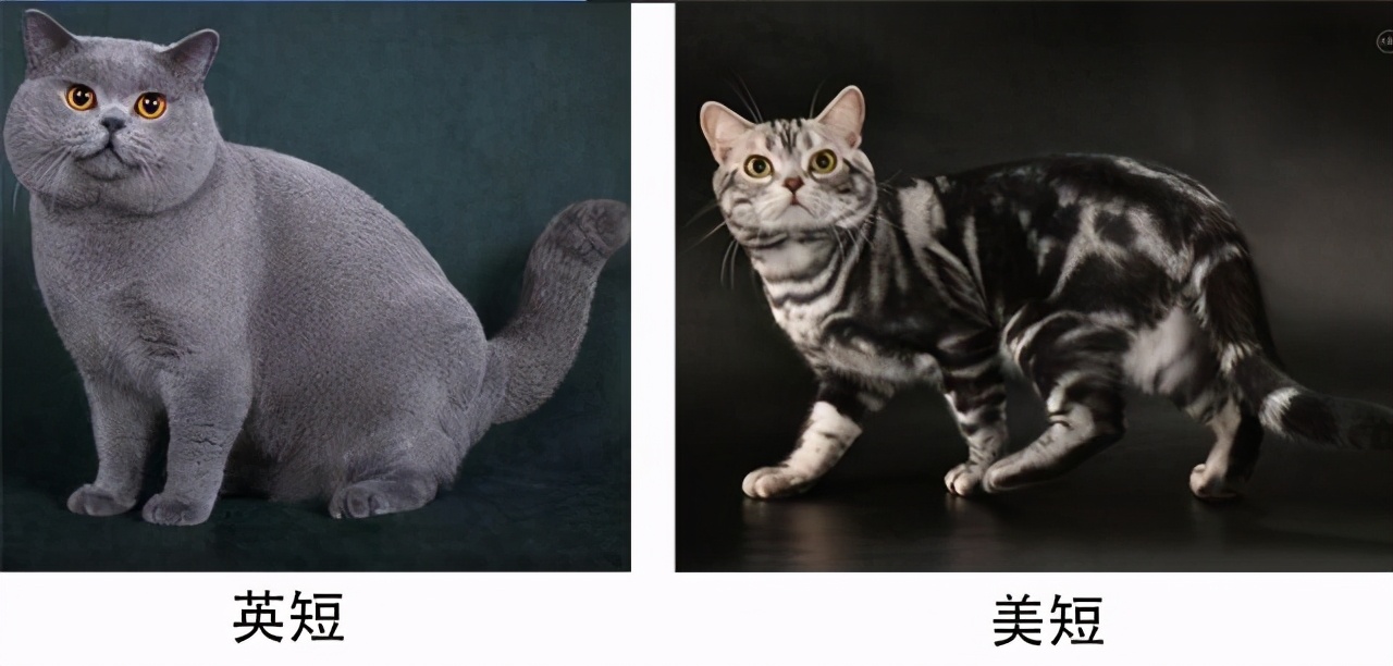 英短怎么养才变得粘人,美短粘人还是英短粘人