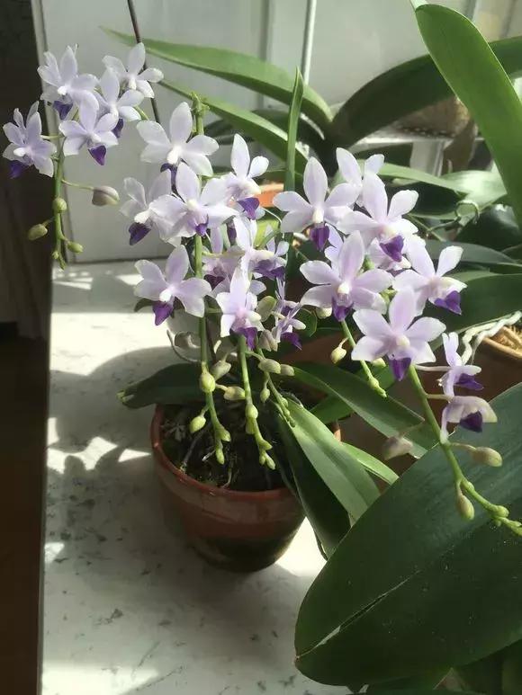 北方养蝴蝶兰用什么植料,北方适合养哪种蝴蝶兰