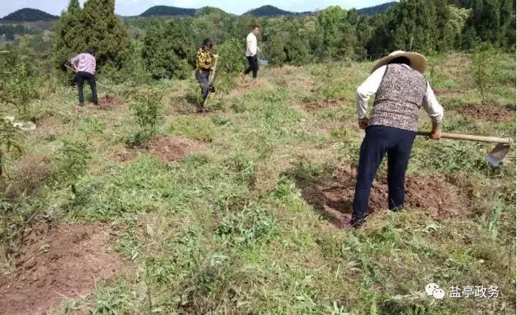 沃野千里风景图,山乡巨变之美不胜收