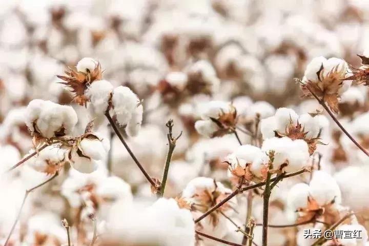 选择一双好的袜子很重要,袜子穿大了危害