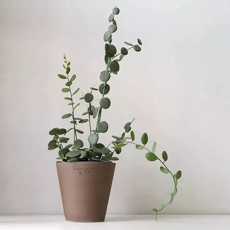 94种常见唯美观叶植物,会开花的绿色硬叶植物