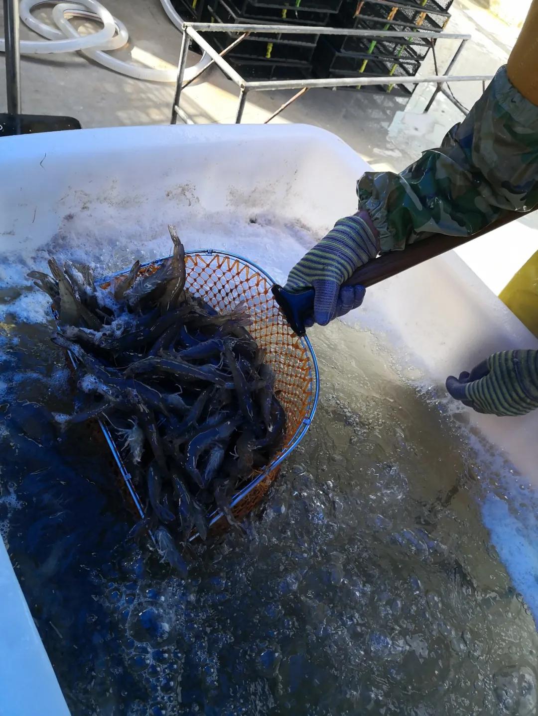 热食柠香南美鲜虾低脂意面,南美鲜虾沙拉优惠团购