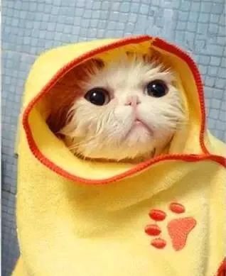 猫咪洗澡正确的步骤,没有猫咪沐浴露怎么给猫洗澡