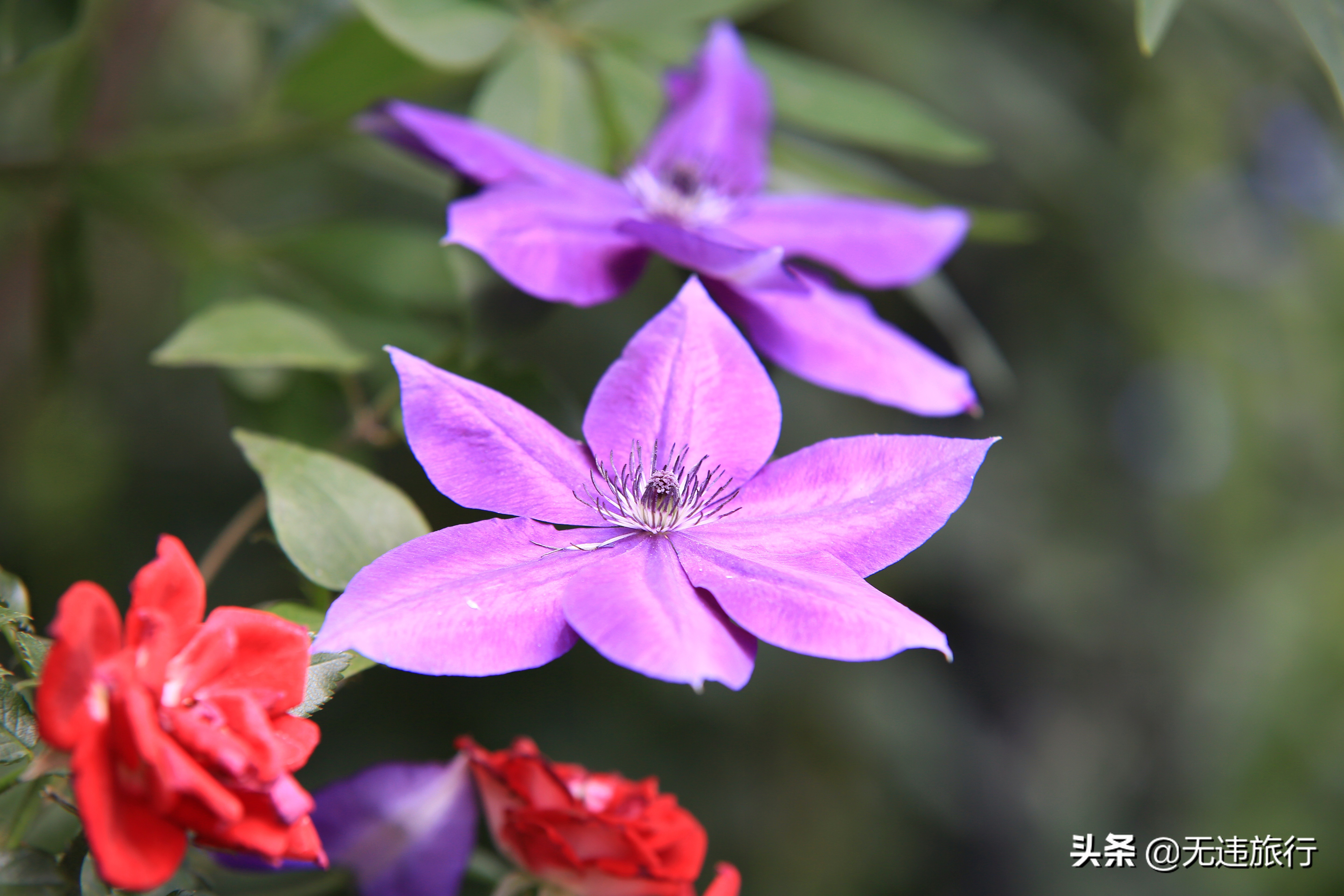 大理网红打卡地草场,大理网红打卡地猫米花园