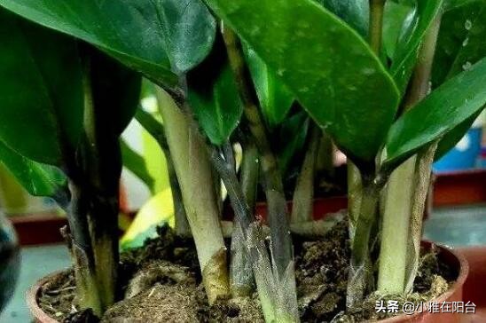 金钱树叶子种植选择嫩叶还是老叶,金钱树如何养护叶片油亮