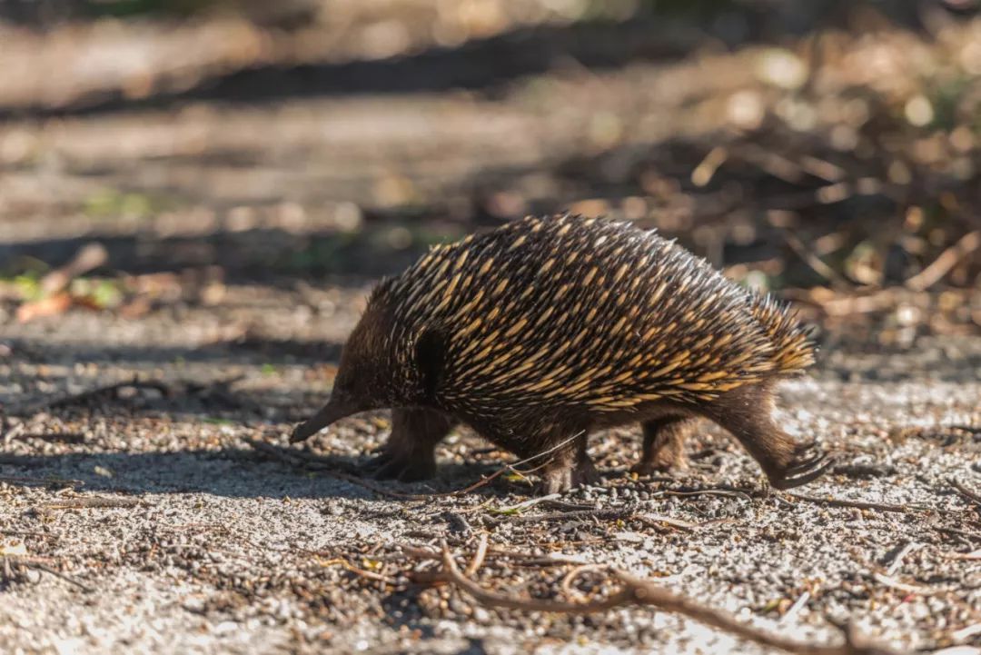 澳大利亚独特的自然风光,澳大利亚黄金海岸的美景