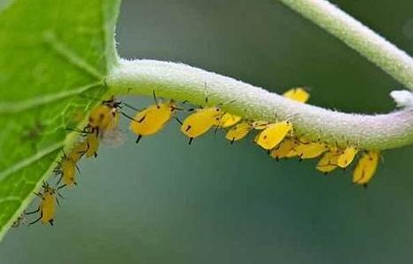 预防蚜虫和消灭蚜虫的方法,蚜虫最简单有效的防治方法