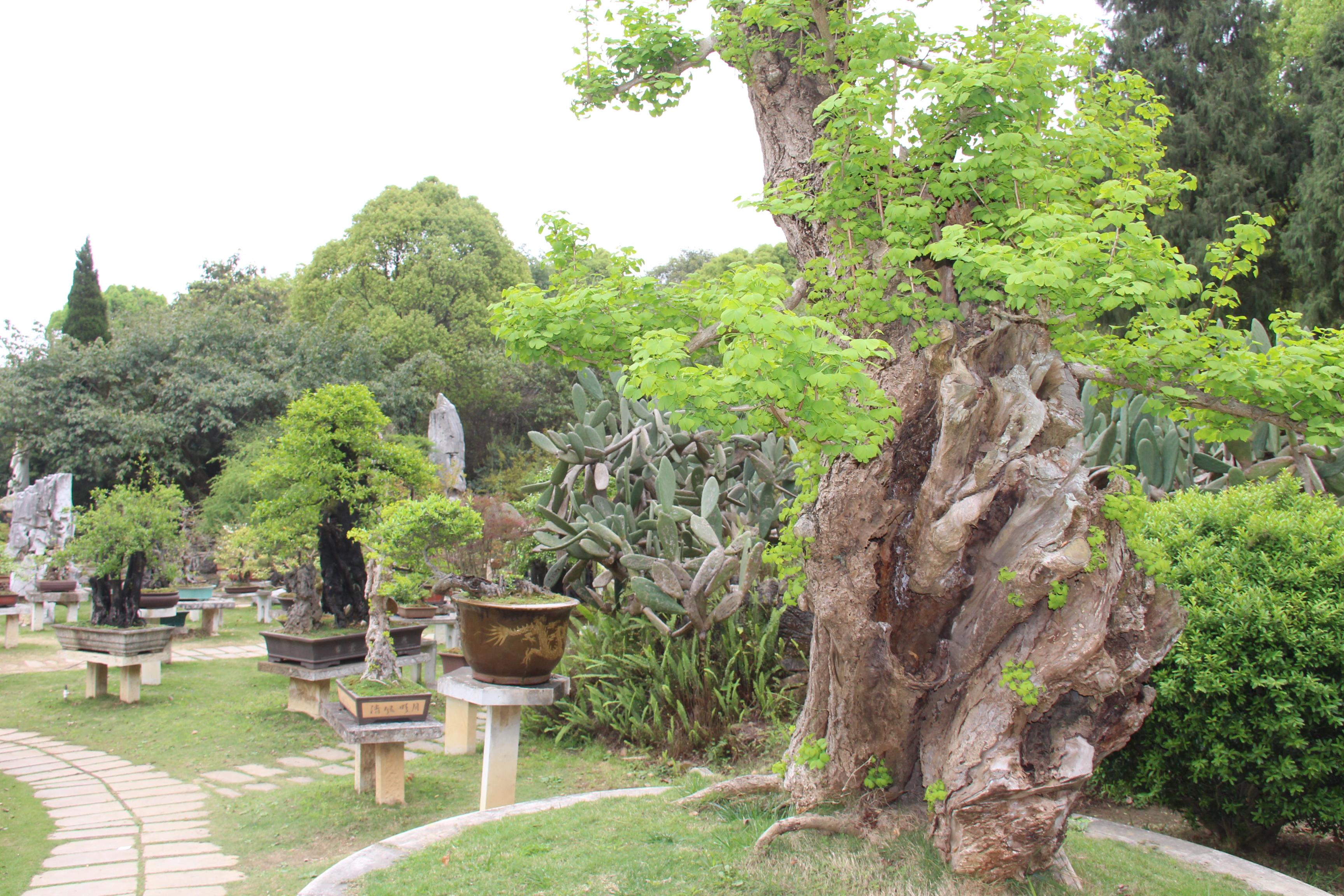 贵州黄果树天星桥瀑布太美了,打卡贵州安顺黄果树大瀑布景点