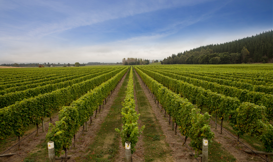 马尔堡黑皮诺,马尔堡生机勃勃长相思葡萄酒