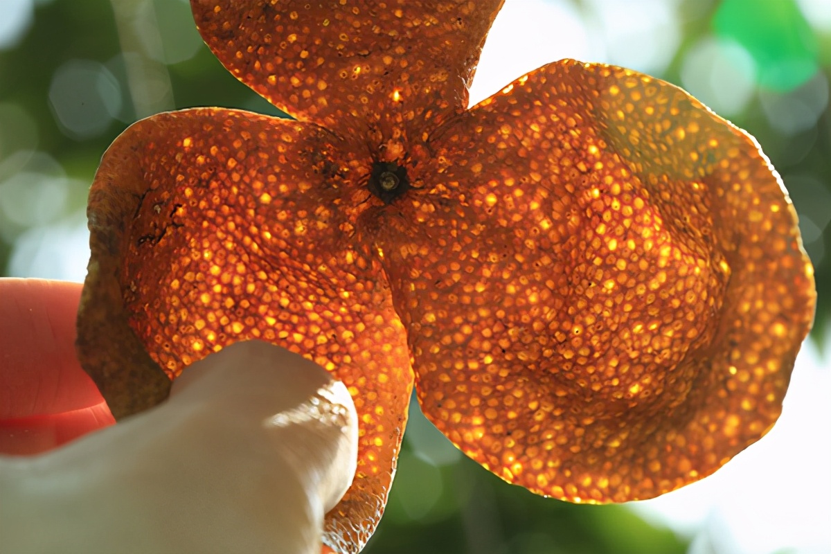 如何辨别是正宗的新会陈皮,如何辨别真正的新会陈皮