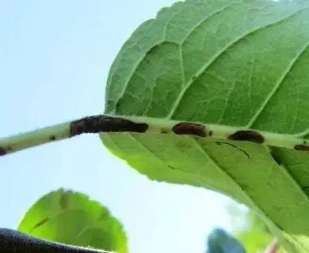 苹果树病虫害防治视频,苹果树病虫害全年防治大全