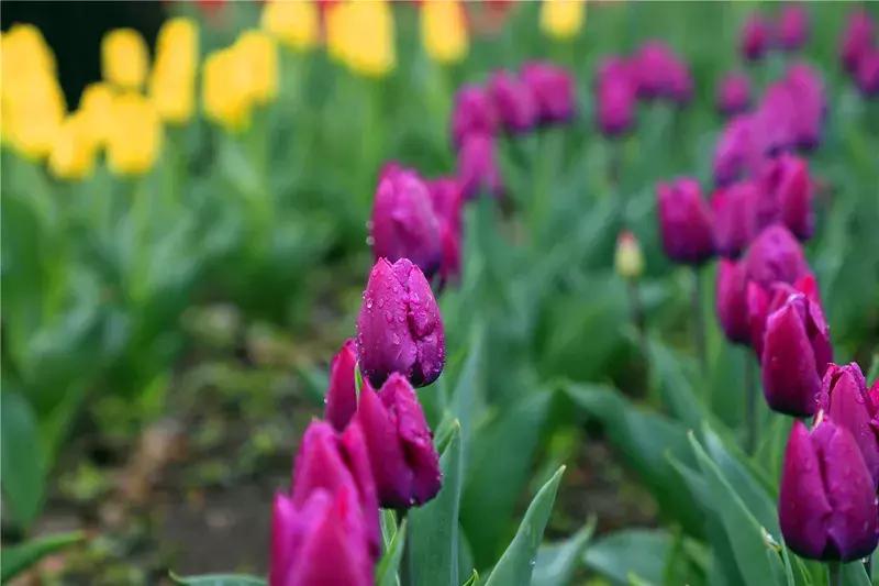 中国科学院植物研究所北京植物园,北京植物园有牡丹花还有什么花
