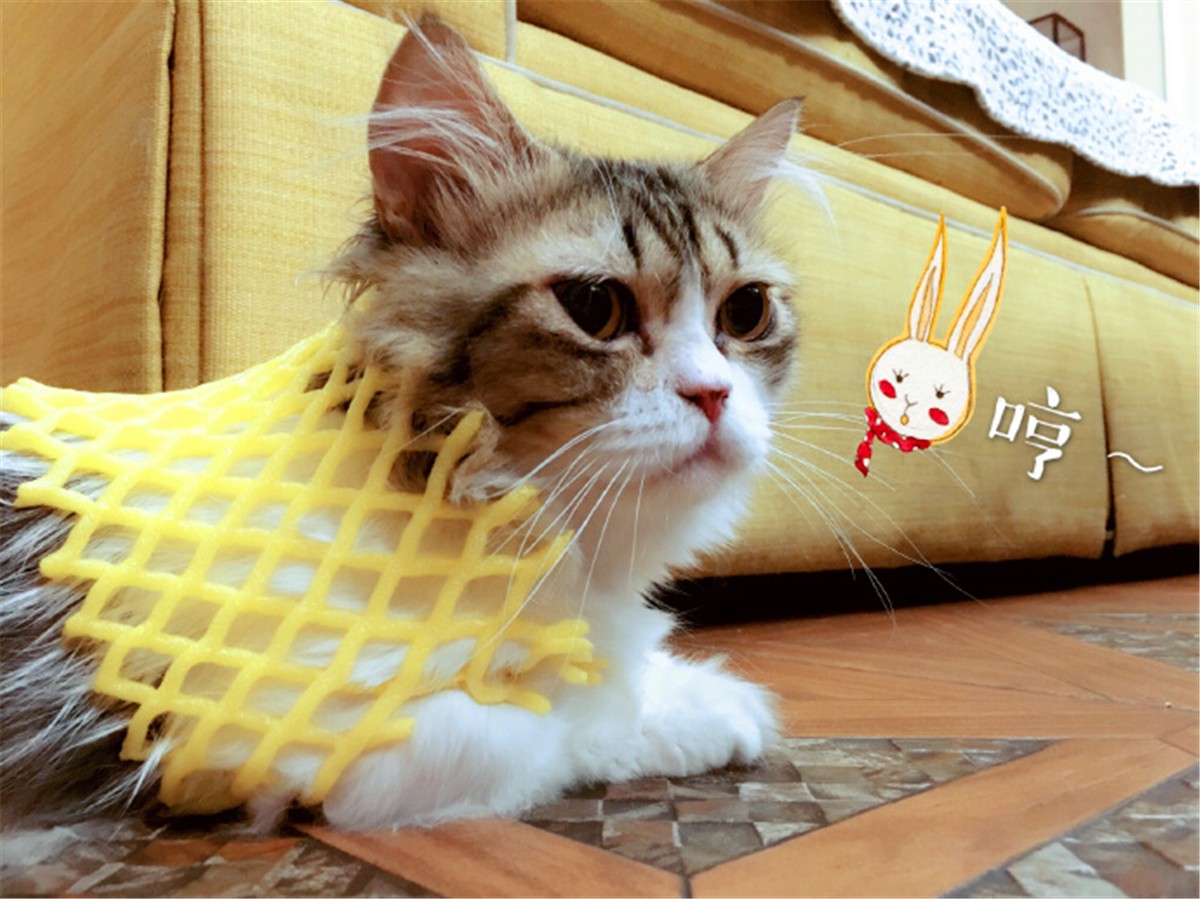 辟谣，猫咪也会被鱼刺卡喉咙，避免伤害只需做到：拒喂鱼骨