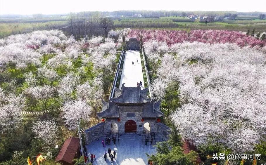 河南许昌樱花景点,许昌樱花最美的地方