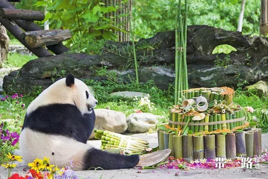 小城探秘①都江堰为什么“外交功臣”归国后都扎堆到这里生活（中英文）