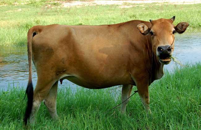 养牛的利润与成本牛舍建设,东北养牛的利润与成本真实