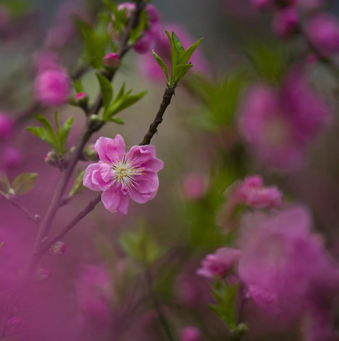 十首写春天的诗,十二首春词