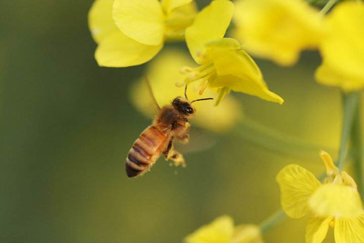 被蜜蜂蛰怎么判断蜂刺有没有拔出,蜜蜂蜇刺拔除视频