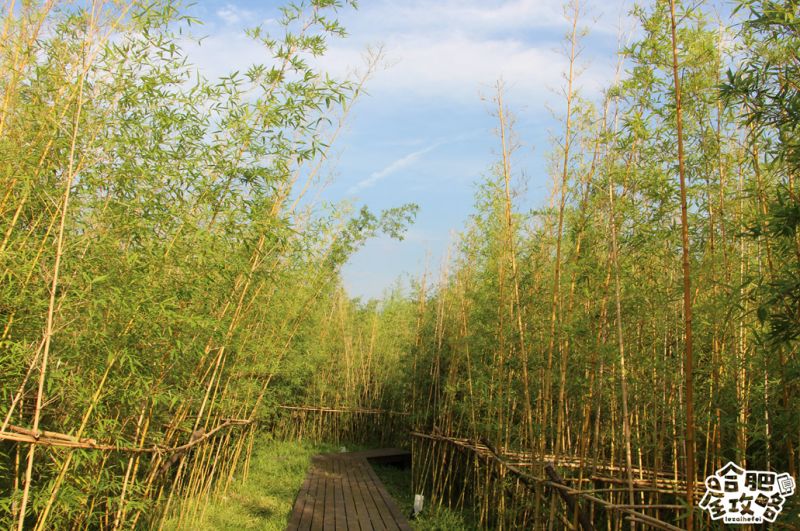 庐阳老城内藏着一处最大的综合性森林公园，人少景美，关键还免费