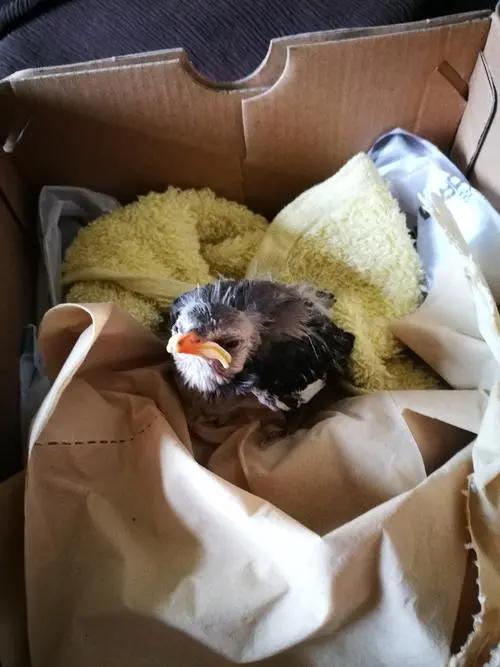 小鸟倒在地上怎么急救,小鸟受伤了怎么给自己治病