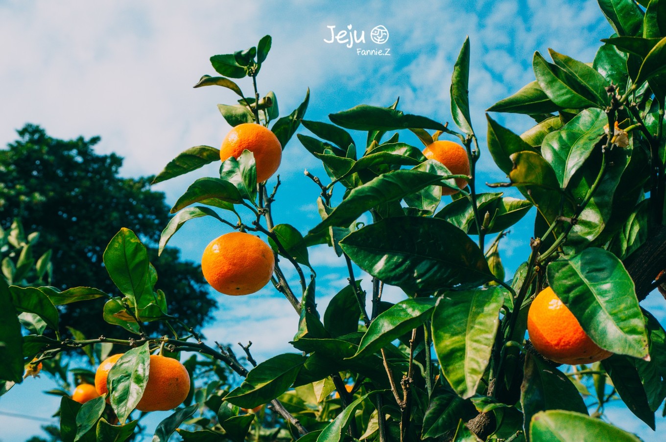 #嗨buy新罗#冬日,济州岛!想大声说遇见你有多幸运