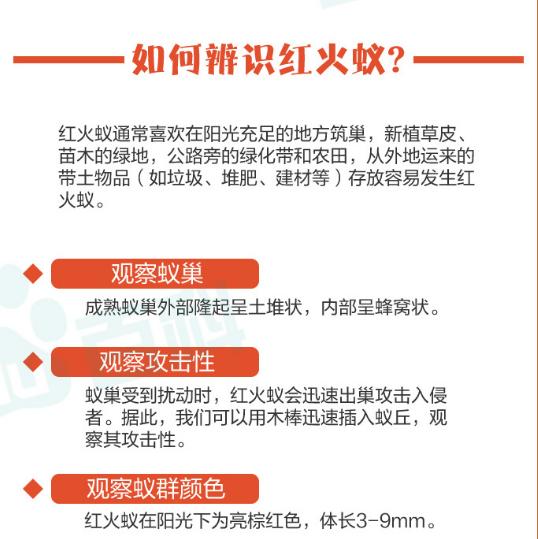 “一旦蚁群吞食诱饵，12个小时后就会出现大面积死亡！”昆明这个社区再次开展红火蚁诱杀工作