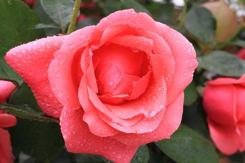 月季爬藤怎么养长得好看些,最好养的月季品种