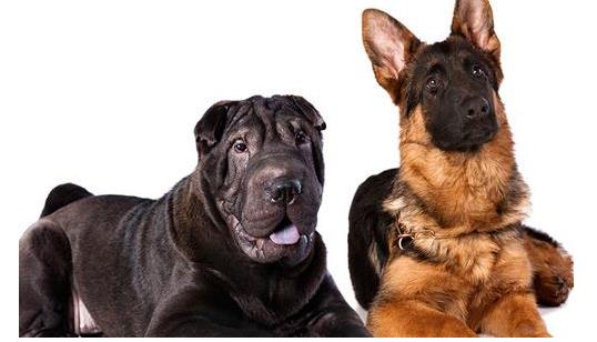 人类的祖先是怎样生活的60字,人类祖先最早发明的房子