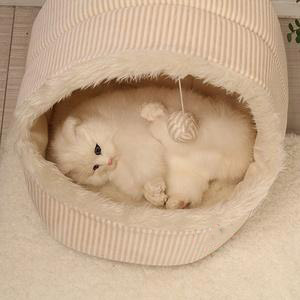 新手养猫适合养幼猫还是成猫,新手养猫怎么不让它生病