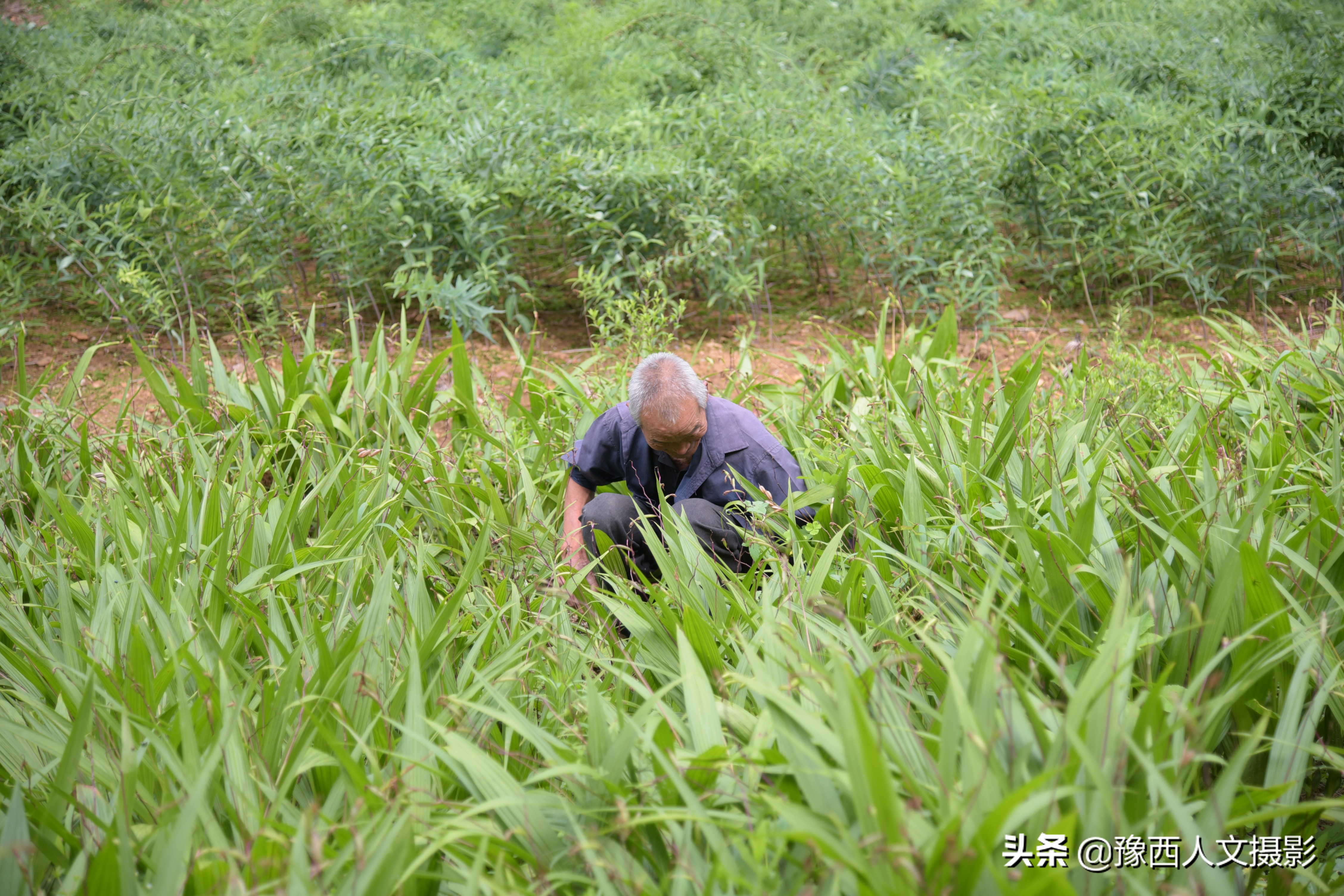 山里大叔4年前发现商机，庄稼地改种暴利药材，结果收购价格跳崖
