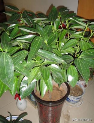 客厅养什么比较旺财,家里养什么对风水好招财走运