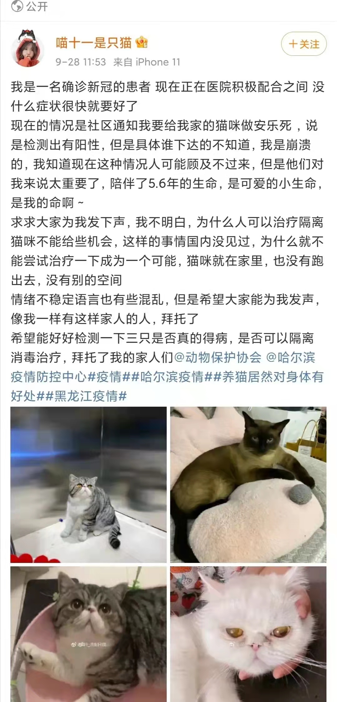 猫咪感染新冠会被安乐死吗,新冠病人拒绝治疗