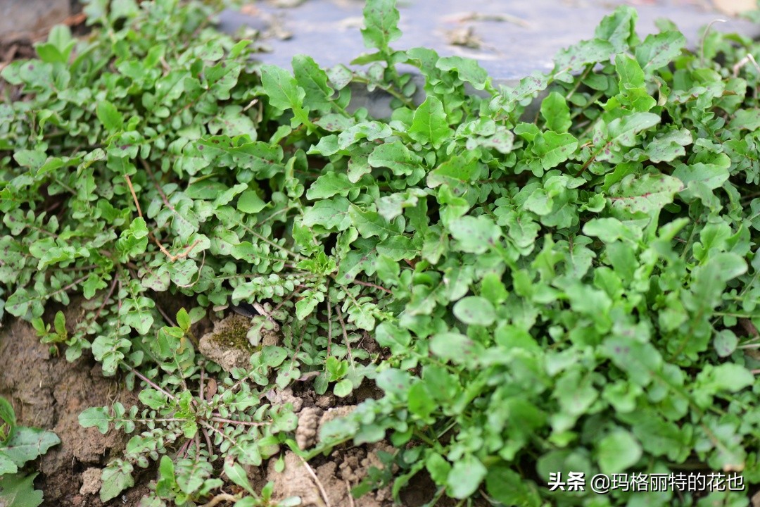 徒长花草怎样处理,徒长的树木怎么处理