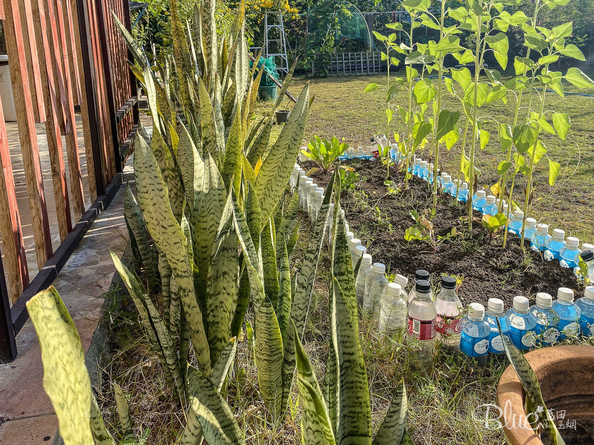 清迈环境好住宿便宜的地方,清迈最好的旅馆