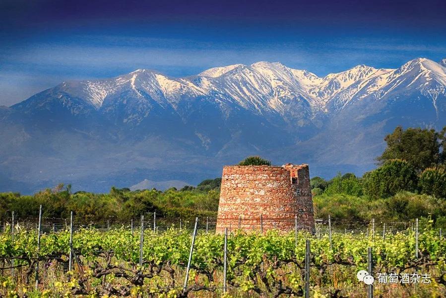 对蜜雪冰城产品的认知,露喜龙产区