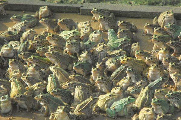 养蛙技术指南青蛙的养殖方法,青蛙养殖一亩一年收益是多少