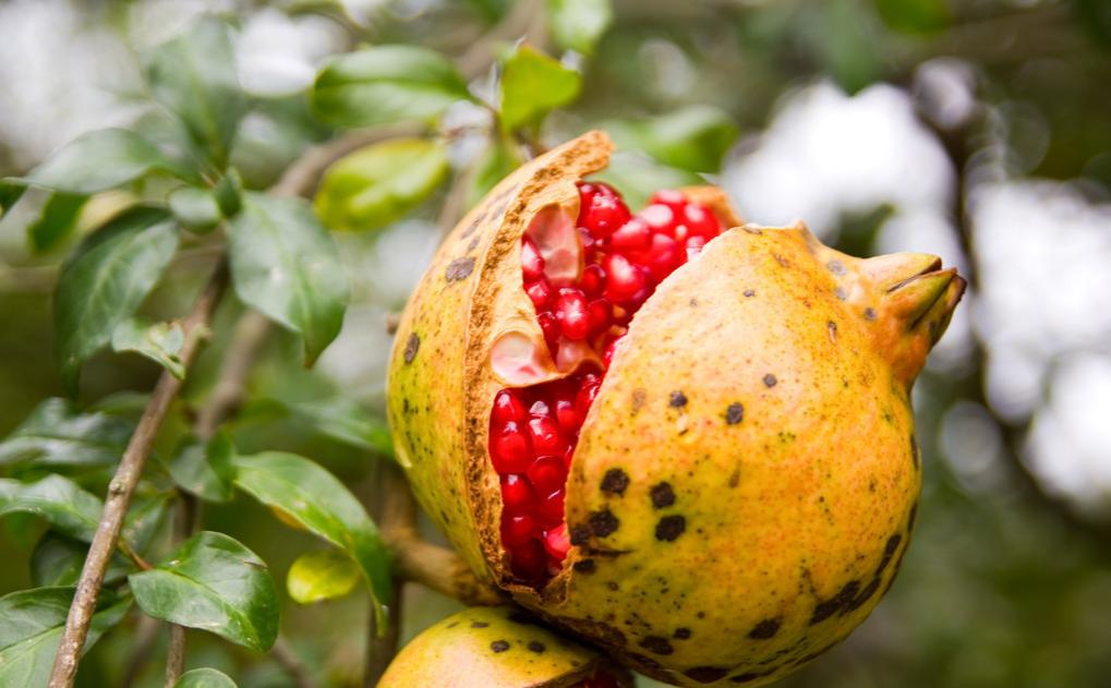 石榴开裂,石榴开裂的最佳防治方法