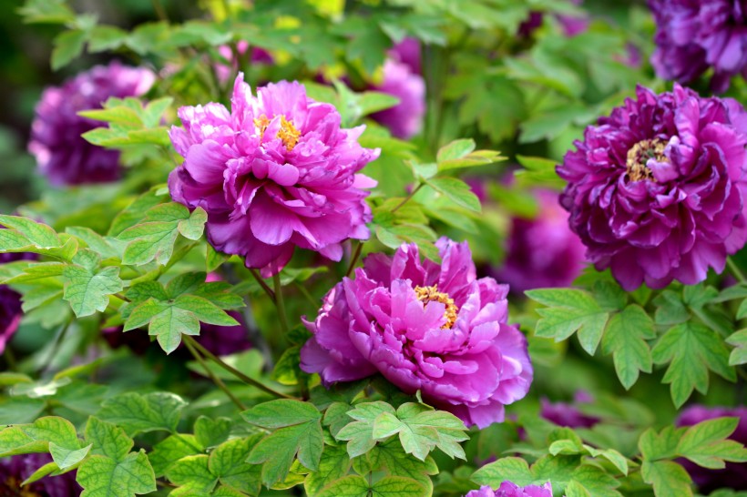 生活中常见的花语大全,生活中常见花卉花语