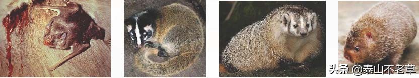 新型冠状病毒2019-ncov怎么检测,新型冠状病毒2019-ncov使用方法