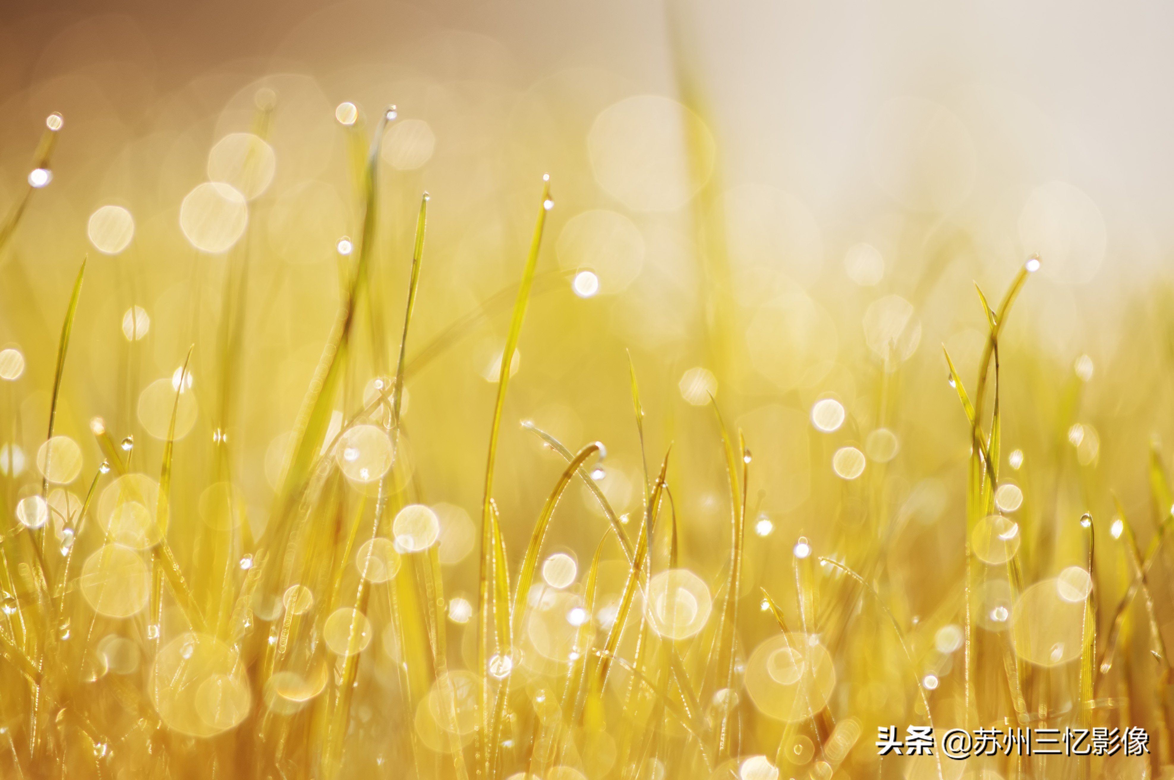 尼康d300s单反相机,尼康d300s照片欣赏