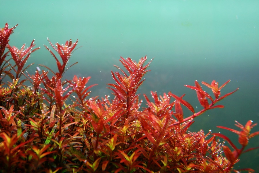 常见中景草,有什么比较好养的中后景草