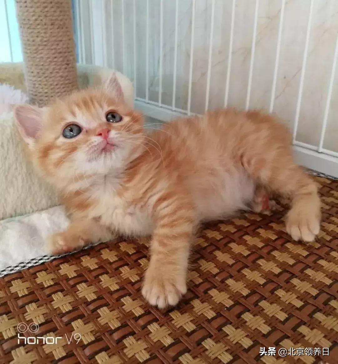 #领养代替购买#给它们一个家|线上宠物领养日,20190608加场