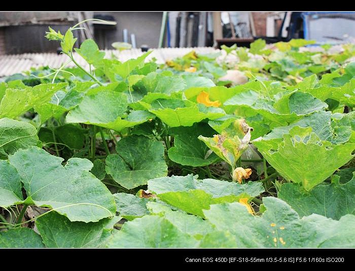 记录农家小院的真实生活,北方农村隐居田园的生活