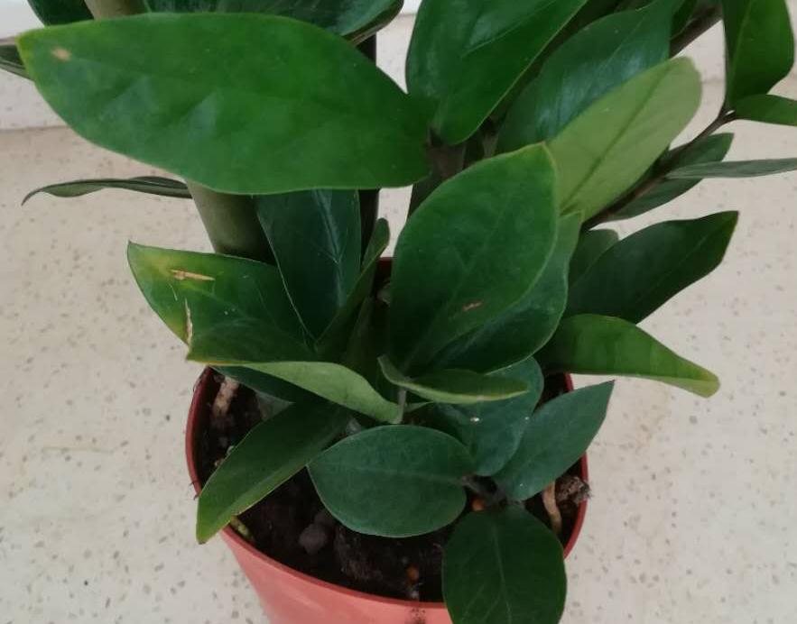 金钱树越长越旺盛怎么养护,金钱树如何养护才能长得旺盛