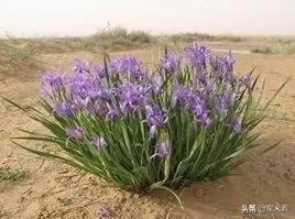 野外生存取饮用水方法,野外生存技巧之野外如何获得水